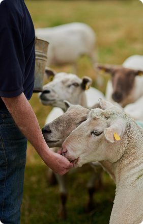 Livestock